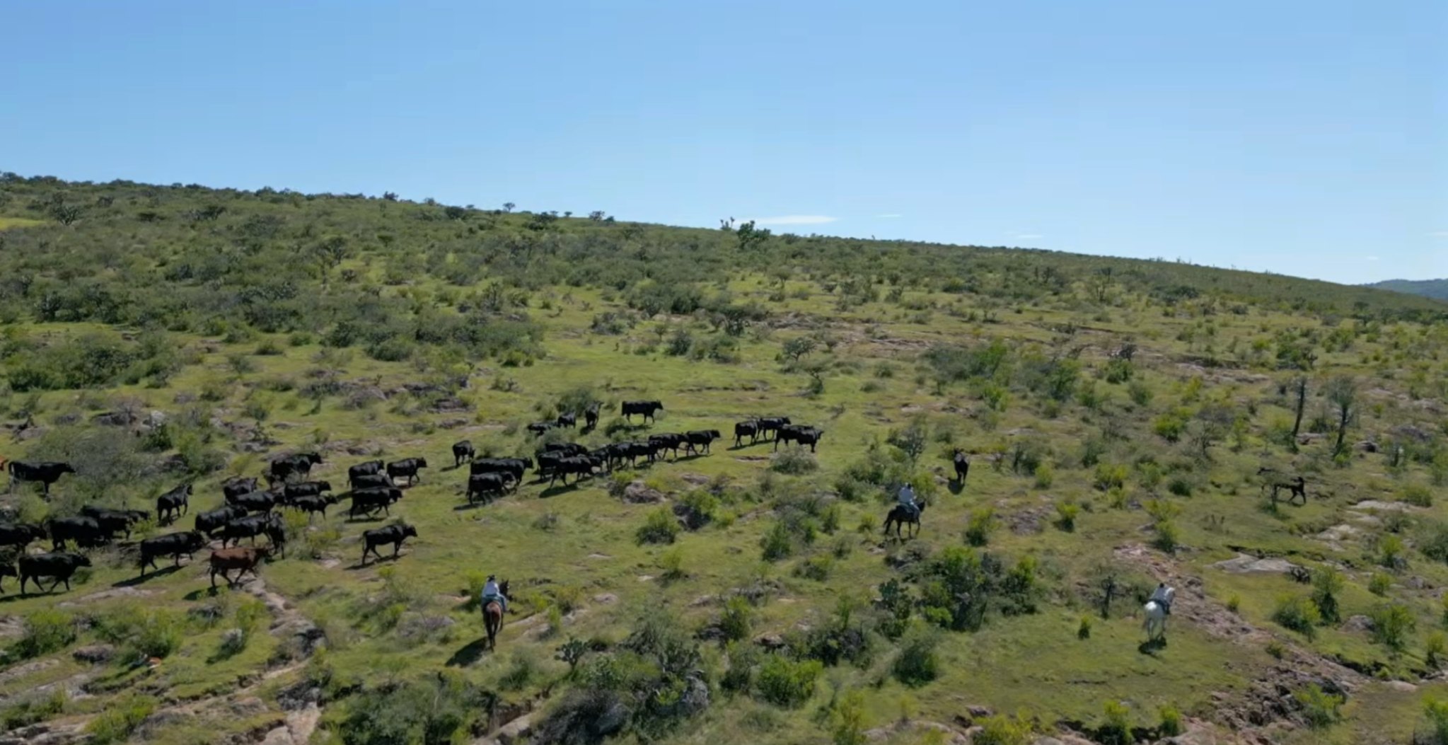 Ganado Angus en campo